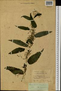Urtica dioica subsp. sondenii (Simmons) Hyl., Siberia, Western Siberia (S1) (Russia)