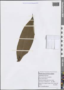 Hellenia speciosa (J.Koenig) S.R.Dutta, South Asia, South Asia (Asia outside ex-Soviet states and Mongolia) (ASIA) (Vietnam)