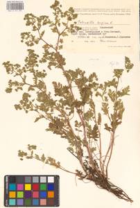 Potentilla supina L., Eastern Europe, Lower Volga region (E9) (Russia)