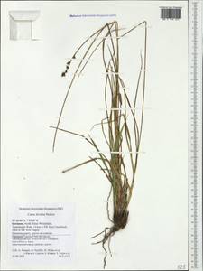 Carex divulsa Stokes, Western Europe (EUR) (Germany)