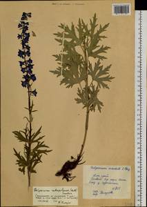 Delphinium retropilosum (Huth) Sambuk, Siberia, Altai & Sayany Mountains (S2) (Russia)