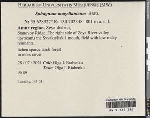 Sphagnum magellanicum Brid., Bryophytes, Bryophytes - Russian Far East (excl. Chukotka & Kamchatka) (B20) (Russia)