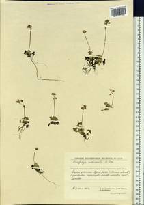 Micranthes nudicaulis, Siberia, Chukotka & Kamchatka (S7) (Russia)