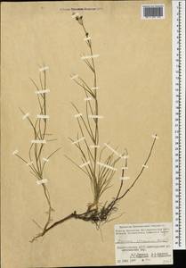 Eremogone blepharophylla (Boiss.) S. Ikonnikov, Caucasus, Azerbaijan (K6) (Azerbaijan)