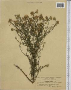 Centaurea arenaria M. Bieb. ex Willd., Western Europe (EUR) (Romania)