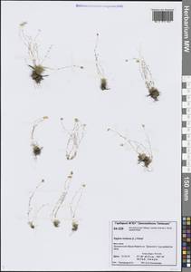 Sagina nodosa (L.) Fenzl, Siberia, Central Siberia (S3) (Russia)