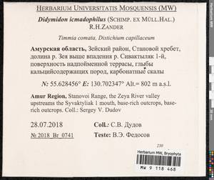 Didymodon icmadophilus (Schimp. ex Müll. Hal.) K. Saito, Bryophytes, Bryophytes - Russian Far East (excl. Chukotka & Kamchatka) (B20) (Russia)
