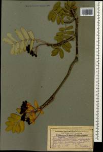 Sorbus aucuparia subsp. aucuparia, Caucasus, Georgia (K4) (Georgia)