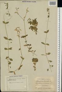 Cerastium holosteoides Fr., Eastern Europe, Latvia (E2b) (Latvia)