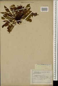Taraxacum officinale Weber ex F. H. Wigg., Caucasus, Stavropol Krai, Karachay-Cherkessia & Kabardino-Balkaria (K1b) (Russia)