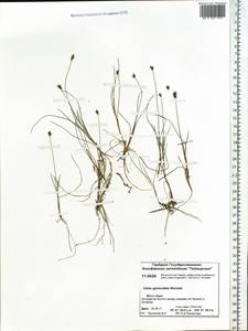 Carex nardina (Hornem.) Fr., Siberia, Central Siberia (S3) (Russia)
