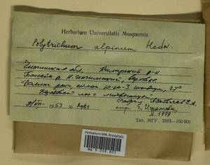 Polytrichastrum alpinum (Hedw.) G.L. Sm., Bryophytes, Bryophytes - Baikal & Transbaikal regions (B18) (Russia)