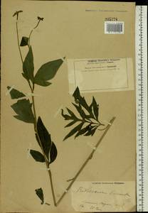 Rudbeckia laciniata L., Eastern Europe, Central forest-and-steppe region (E6) (Russia)