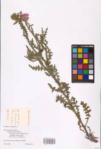 Carduus acanthoides L., Eastern Europe, Central forest-and-steppe region (E6) (Russia)