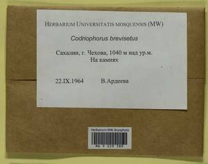 Dilutineuron brevisetum (Lindb.) Bedn.-Ochyra, Sawicki, Ochyra, Szczecińska & Plášek, Bryophytes, Bryophytes - Russian Far East (excl. Chukotka & Kamchatka) (B20) (Russia)