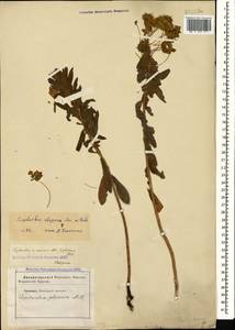 Euphorbia stepposa Zoz ex Prokh., Caucasus, Stavropol Krai, Karachay-Cherkessia & Kabardino-Balkaria (K1b) (Russia)