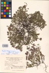 MHA 0 156 842, Thymus bashkiriensis Klokov & Des.-Shost., Eastern Europe, Eastern region (E10) (Russia)