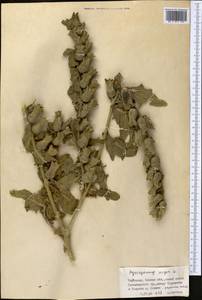 Hyoscyamus niger L., Middle Asia, Western Tian Shan & Karatau (M3) (Kyrgyzstan)