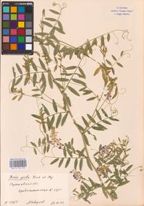 Vicia biennis L., Eastern Europe, Lower Volga region (E9) (Russia)