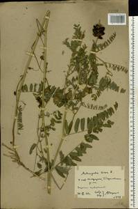 Astragalus cicer L., Eastern Europe, Rostov Oblast (E12a) (Russia)