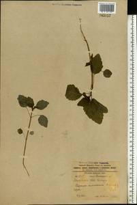 Impatiens noli-tangere L., Eastern Europe, South Ukrainian region (E12) (Ukraine)