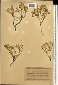 Aethionema arabicum (L.) Andrz. ex O.E. Schulz, Caucasus, Azerbaijan (K6) (Azerbaijan)