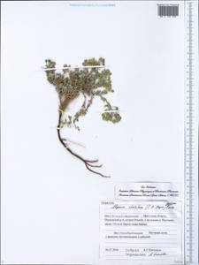 Odontarrhena obovata C. A. Mey., Siberia, Baikal & Transbaikal region (S4) (Russia)