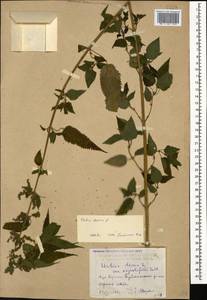 Urtica dioica L., Caucasus, Dagestan (K2) (Russia)