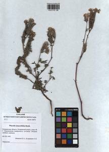 KUZ 018 196, Phacelia tanacetifolia Benth., Siberia, Altai & Sayany Mountains (S2) (Russia)