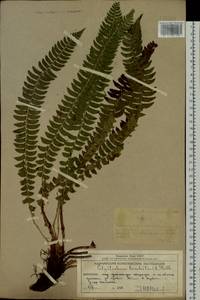 Polystichum lonchitis (L.) Roth, Siberia, Chukotka & Kamchatka (S7) (Russia)