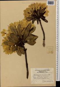Rhododendron caucasicum Pall., Caucasus, South Ossetia (K4b) (South Ossetia)
