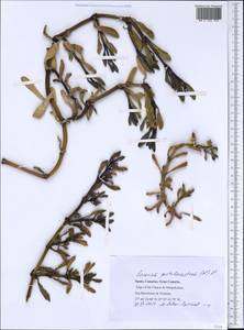 Sesuvium portulacastrum (L.) L., Africa (AFR) (Spain)