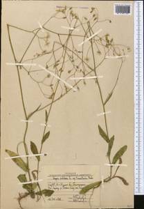 Crepis pulchra L., Middle Asia, Western Tian Shan & Karatau (M3) (Uzbekistan)