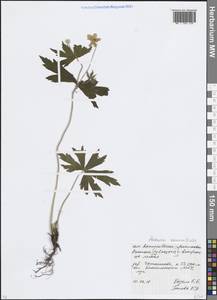 Anemone ranunculoides L., Eastern Europe, Moscow region (E4a) (Russia)