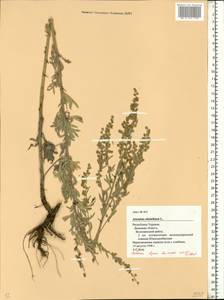 Artemisia absinthium L., Eastern Europe, South Ukrainian region (E12) (Ukraine)
