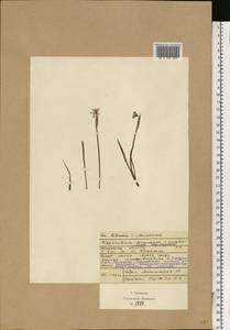 Sisyrinchium montanum Greene, Eastern Europe, Moscow region (E4a) (Russia)