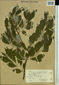 Elaeagnus angustifolia L., Eastern Europe, Lower Volga region (E9) (Russia)