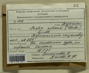 Pohlia nutans (Hedw.) Lindb., Bryophytes, Bryophytes - Central forest-and-steppe region (B10) (Russia)