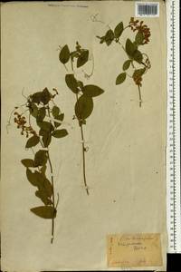 Vicia pseudorobus Fisch. & C.A.Mey., South Asia, South Asia (Asia outside ex-Soviet states and Mongolia) (ASIA) (Japan)