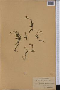 Bryanthus musciformis (Poir.) Nakai, Siberia, Chukotka & Kamchatka (S7) (Russia)