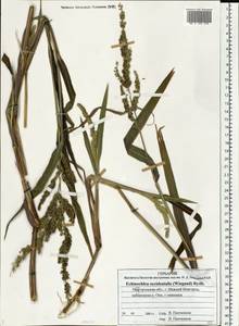 Echinochloa crus-galli subsp. crus-galli, Eastern Europe, Volga-Kama region (E7) (Russia)
