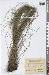 Carex, Eastern Europe, Western region (E3) (Russia)