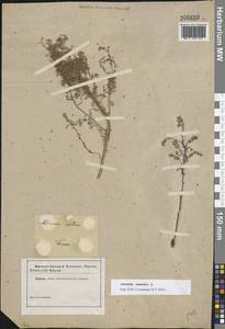 Artemisia nutans Willd., Eastern Europe, Rostov Oblast (E12a) (Russia)