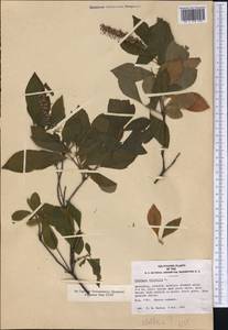 Clethra alnifolia L., nom. cons., America (AMER) (United States)