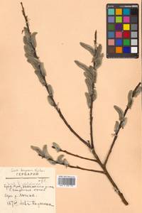 Salix kangensis Nakai, Siberia, Russian Far East (S6) (Russia)
