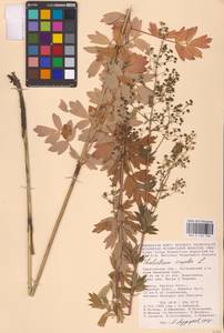 Thalictrum simplex L., Eastern Europe, Lower Volga region (E9) (Russia)