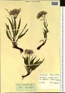 Saussurea tilesii (Ledeb.) Ledeb., Siberia, Central Siberia (S3) (Russia)