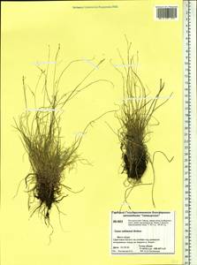 Carex williamsii Britton, Siberia, Central Siberia (S3) (Russia)