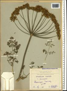 Astrodaucus orientalis (L.) Drude, Caucasus, Armenia (K5) (Armenia)
