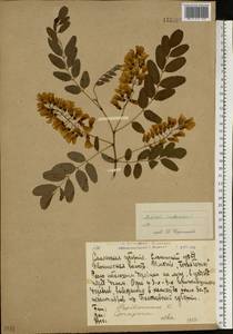 Robinia pseudoacacia L., Eastern Europe, Western region (E3) (Russia)